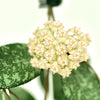 Hoya_crassipetiolata_x_michele_Bloom