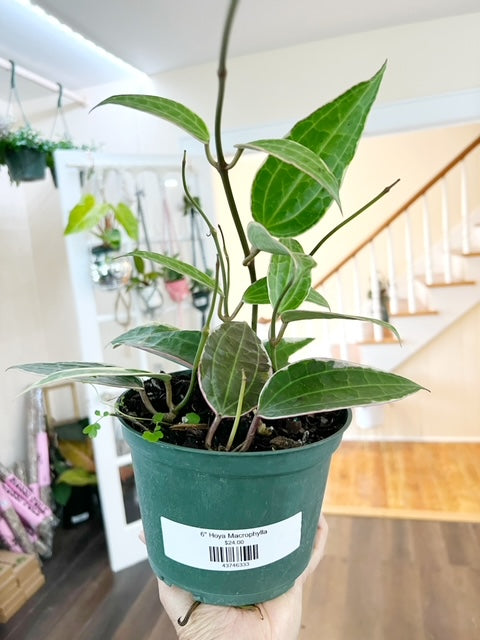 6" Hoya Macrophylla