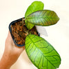 Hoya_ganung_3