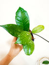 4" Hoya sp. gunung gading