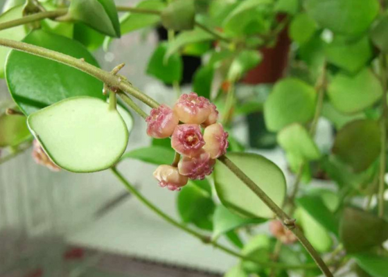 Hoya_heus_bloom
