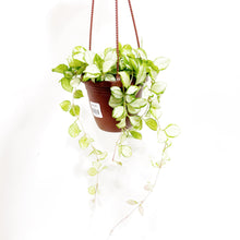  Hoya_heuschkeliana