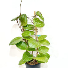  Hoya_latifoliaSarawakCream