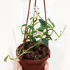Hoya_lithophytica