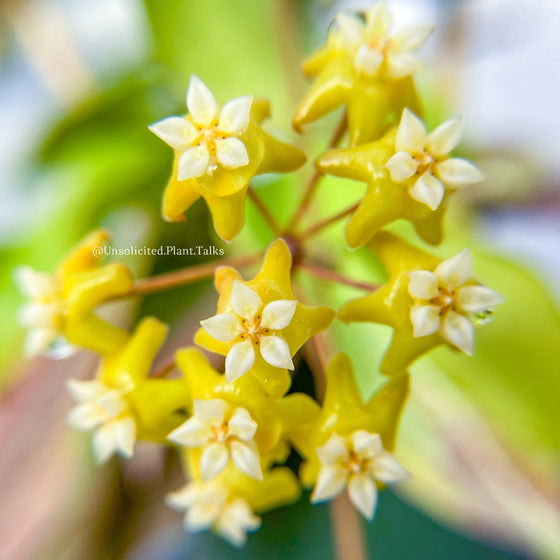 3" Hoya nicholsoniae "New Guinea Ghost"