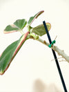 3" Hoya pachyclada outer variegated (in bloom)