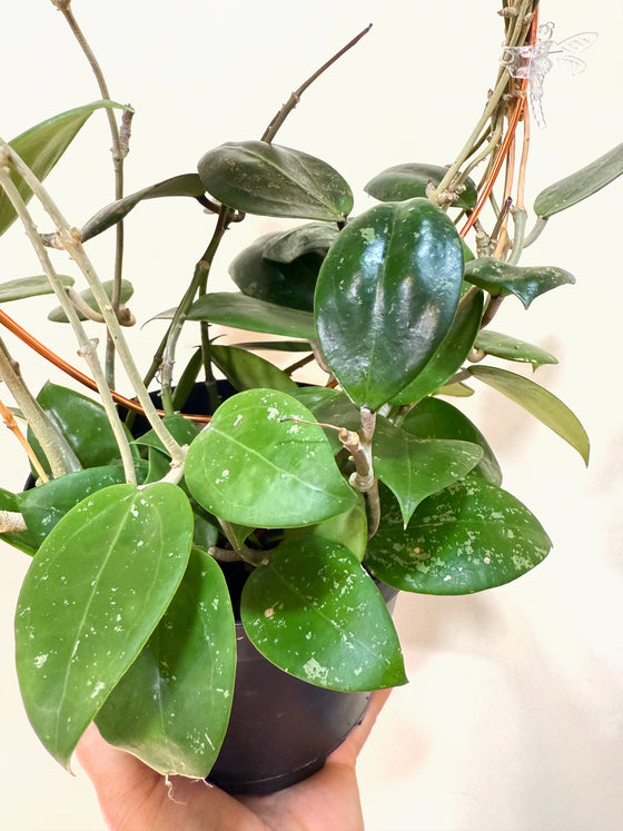 6" Hoya Parasitica Splash