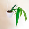 Hoya_platycaulis