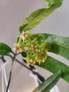 3" Hoya Platycaulis HB