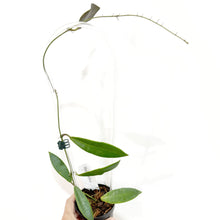  3" Hoya pulchra with Clear Trellis
