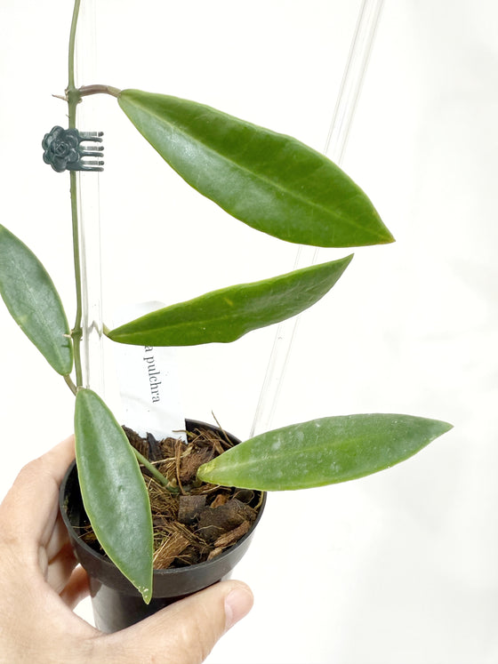 3" Hoya pulchra with Clear Trellis