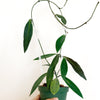 Hoya_pulchra