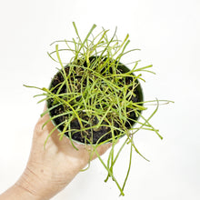  Hoya_retusa