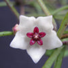 Hoya_retusa_bloom