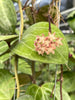 Hoya_sarawak_bloom
