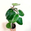 Hoya_sarawak_trellis