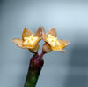 2" Hoya spartioides