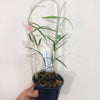 Hoya_stenophylla