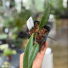 Hoya_sulawesiana