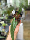 3" Hoya sulawesiana