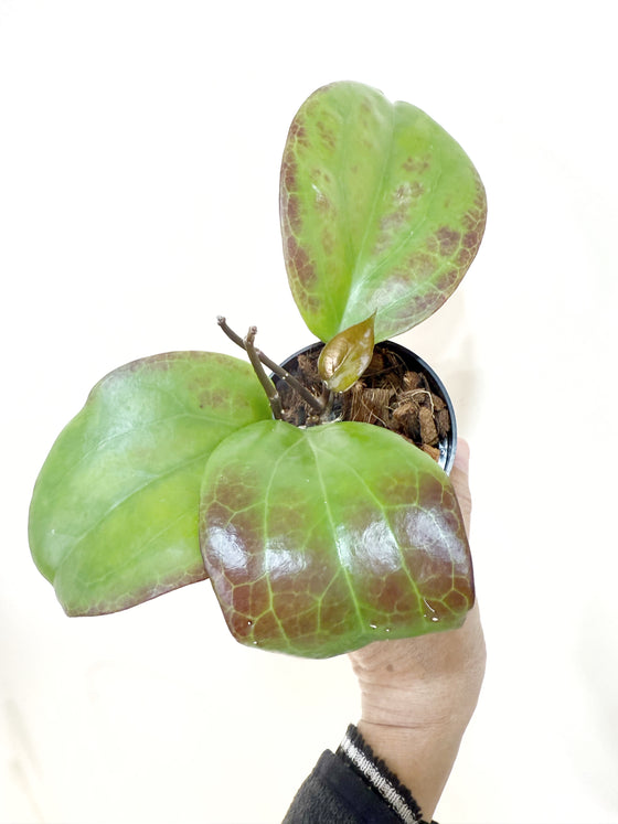 3" Hoya surigaoensis