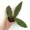 Hoya_undulata