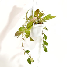  Hoya_walliniana