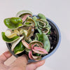 4" Hoya Compacta Variegated