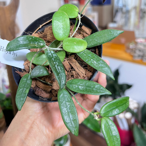 4" Hoya lyi