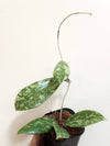 3" Hoya crassipetiolata x Michele Clone 2 Splash