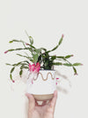 4" Thanksgiving Cactus