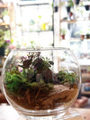 Tropical Terrarium for Your Private Group (Choose you own date & time)