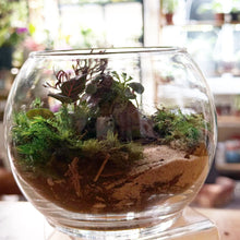  Tropical Terrarium for Saturday, March 8, 2025