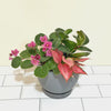 Houseplant Arrangement