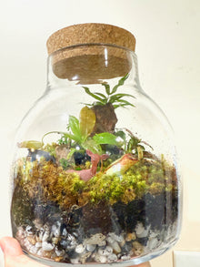  Large Eco-system Tropical Terrarium Saturday, March 8, 2025