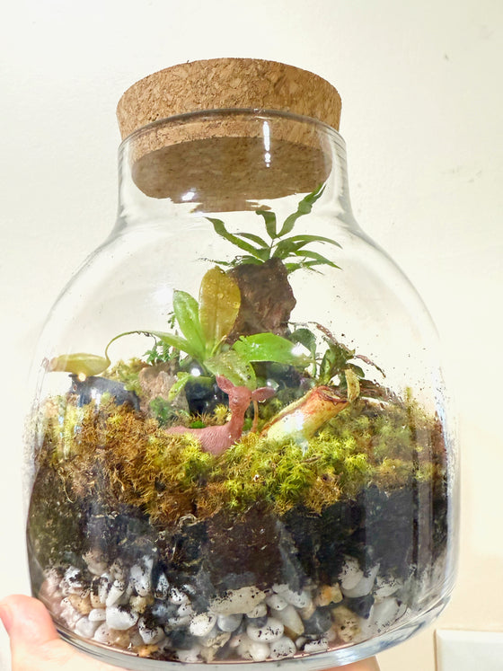 Large Eco-system Tropical Terrarium Saturday, March 8, 2025