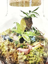 Large Eco-system Tropical Terrarium Saturday, March 8, 2025