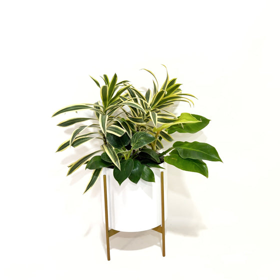 Tropical Plant Arrangement - Draceana and Philodendron Arrangement