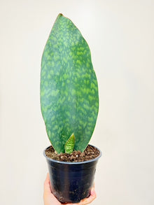  6"  Sansevieria Whale Fin