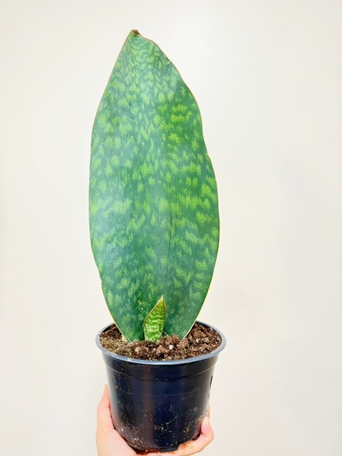 6"  Sansevieria Whale Fin