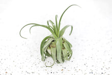  Tillandsia Streptophylla Air Plants