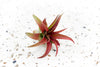 Tillandsia Brachycalous Red Abdita Air Plants (Copy)