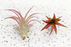 Tillandsia Brachycalous Red Abdita Air Plants (Copy)