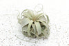 Tillandsia Xerographica Air Plants - Large