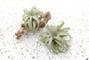 Tillandsia Xerographica Air Plants - Large