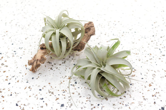 Tillandsia Xerographica Air Plants - Large