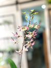 4" Intergeneric Oncidiums - Oncidium Sweet Ears "Big Shot" In Bloom