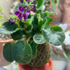 Kokedama_african_violet