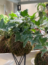 Kokedama DIY Workshop