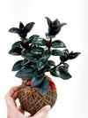 Kokedama DIY Workshop